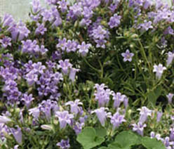 Campanula saxatilis
